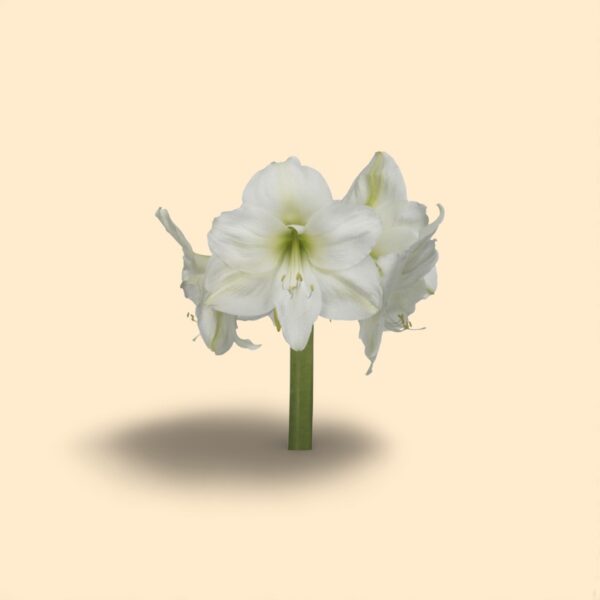 Amaryllis mont blanc 80cm 4FL