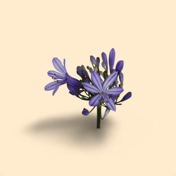 Agapanthus uri 70cm