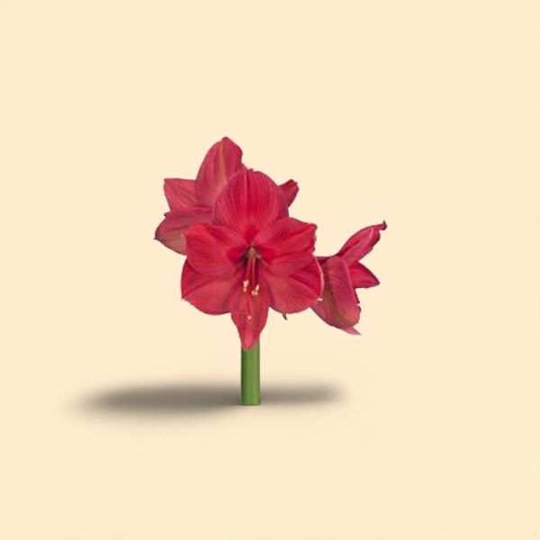 Amaryllis ga isabella 70cm 4FL