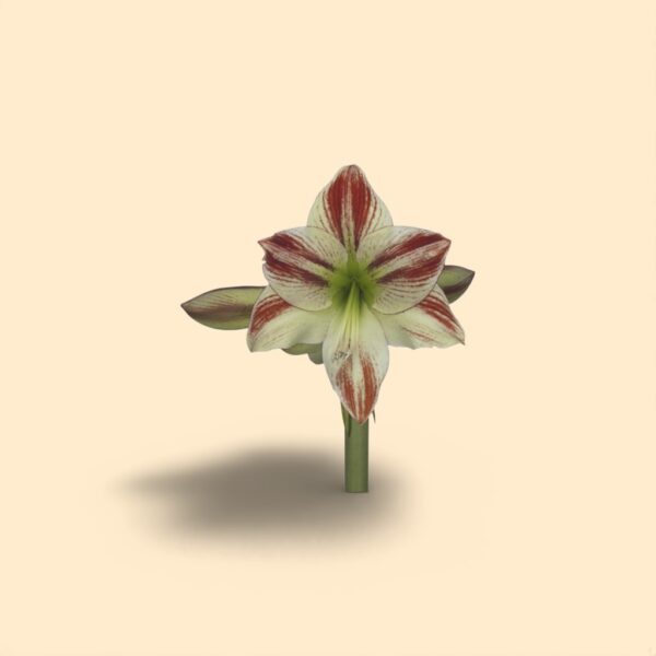 Amaryllis ambiance X 15