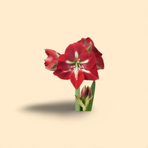 Amaryllis barbados 75cm 4FL