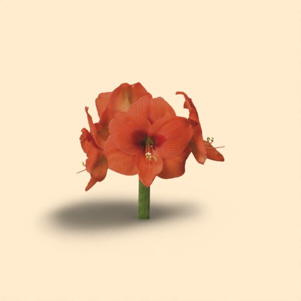 Amaryllis naranja 75cm 4FL