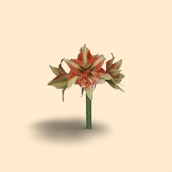 Amaryllis ga bentley 80cm 4FL