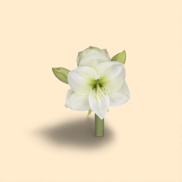 Amaryllis white sensation X 15